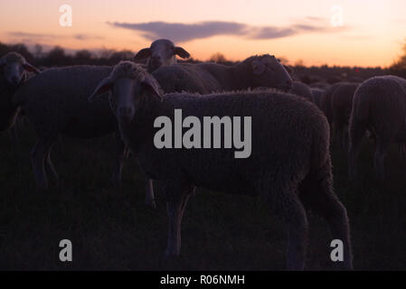 Sheep at Sunset Stock Photo