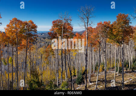 Changing Aspen - Southern Utah Mountains Stock Photo