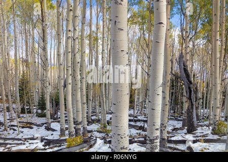 Changing Aspen - Southern Utah Mountains Stock Photo