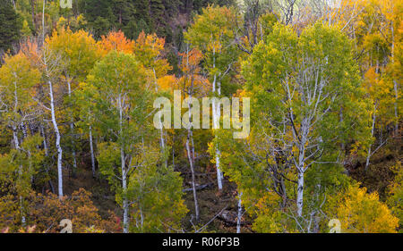 Fall Color - Manti-La Sal National Forest, Utah Stock Photo