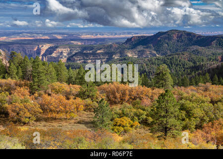 Fall Color - Manti-La Sal National Forest, Utah Stock Photo