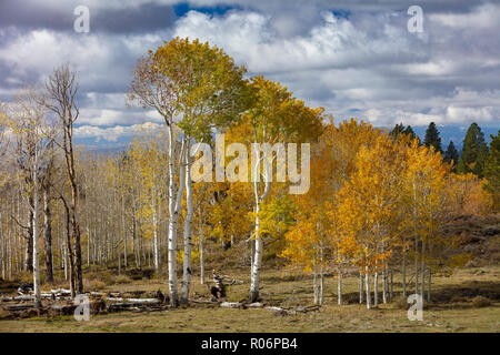 Changing Aspen - Southern Utah Mountains Stock Photo