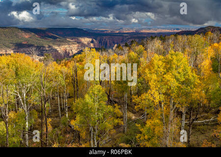 Changing Aspen - Southern Utah Mountains Stock Photo