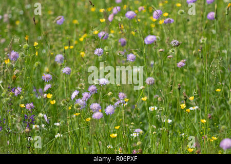 a species rich wild flower meadow in full flower during the late spring. Taken near Bohinj, Slovenia. Stock Photo