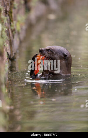Smooth Coated Otter eating a carp in Singapore Botanic Gardens