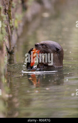 Smooth Coated Otter eating a carp in Singapore Botanic Gardens Stock Photo