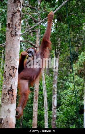 A large orangutan hangs on rope and tree while eating Semenggoh Nature Reserve sanctuary Kuching Sarawak Malaysia Stock Photo