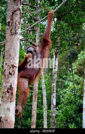 A large orangutan hangs on rope and tree while eating Semenggoh Nature Reserve sanctuary Kuching Sarawak Malaysia Stock Photo