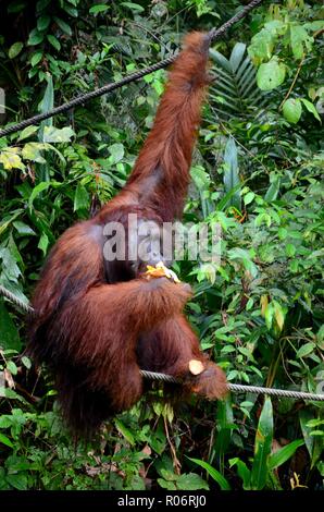 A large orangutan hangs on rope and tree while eating bananas Semenggoh Nature Reserve sanctuary Kuching Sarawak Malaysia Stock Photo