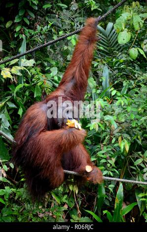 A large orangutan hangs on rope and tree while eating bananas Semenggoh Nature Reserve sanctuary Kuching Sarawak Malaysia Stock Photo