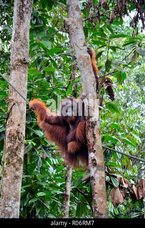 Large male orangutan ape hangs on trees and rope playfully Semenggoh Nature Reserve Sanctuary Kuching Sarawak Malaysia Stock Photo
