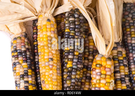 bunch of organic dried multicolored corn on the cob ready to pop popcorn or make grit isolated on white background Stock Photo