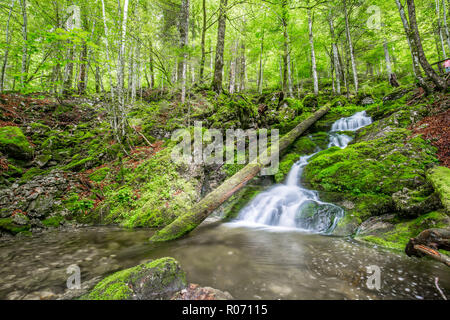 Cascade falls over mossy rocks. Beautiful green forest scene, stream of water. Tranquil green nature background concept Stock Photo