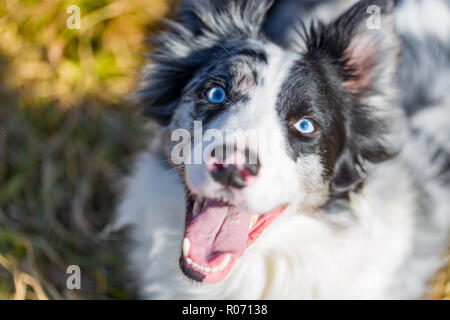 Border Collie portrait. Blue eyes, different funny faces, sunny outdoors portrait Stock Photo