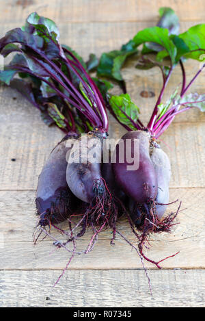 Beta vulgaris 'Alto' (Beetroot) F1 Hybrid Cylindrical root variety ...