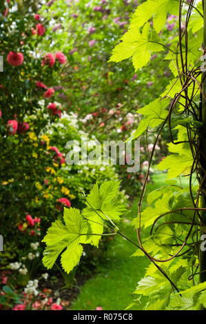 Flower garden Stock Photo
