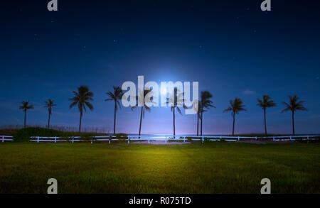 A beautiful full moon rises over a bank of coconut palm trees on Fort Lauderdale Beach. Stock Photo