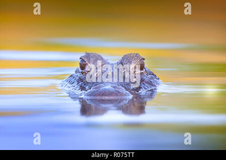 A juvenile American Alligator surfaces in the Florida Everglades. Stock Photo