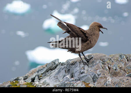 An Antarctic skua portrait, its wings outstretched and beak open in search of prey in the Antarctic Peninsula Stock Photo