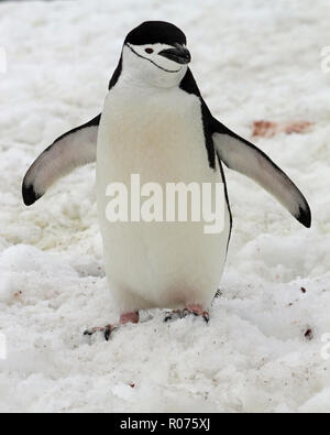 Close-up portrait of a Chinstrap Penguin, flippers outstretched, in the Antarctic Peninsula Stock Photo