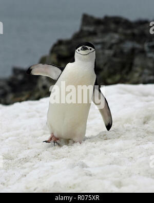 Portrait of a chinstrap penguin balancing on one leg, flippers outstretched in the Antarctic Peninsula Stock Photo