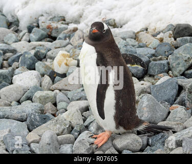 Gentoo Penguin standing on stoney beach on Antarctic Peninsula