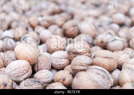 heap of dirty walnuts in shell with a blurred background Stock Photo