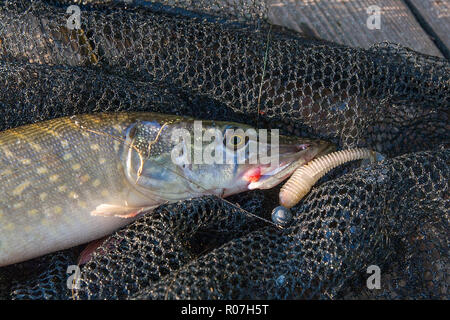 Freshwater Northern pike fish know as Esox Lucius lying on black fishing net. Fishing concept, good catch - big freshwater pike with jig bait in mouth Stock Photo