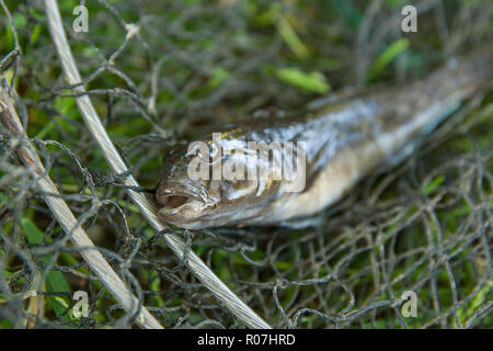 Freshwater bullhead fish or round goby fish known as Neogobius melanostomus and Neogobius fluviatilis pallasi just taken from the water. Raw bullhead  Stock Photo