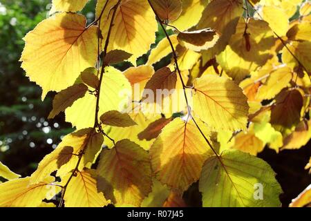 Close-up of yellow leaves backlit by the sun in spring Stock Photo
