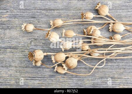 Horizontal image of dry tan colored poppy seed pods and stems on weathered grey brown wooden background Stock Photo