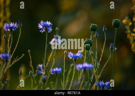 Cornflowers and poppies on a green grass. Blooming flowers. Meadow with cornflowers and poppies. Wild flowers. Nature flower. Poppy seed boxes on fiel Stock Photo