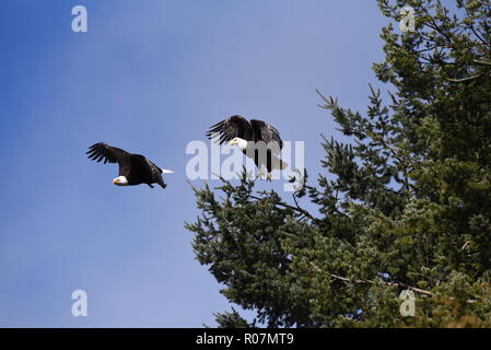 Two bald eagles (Haliaeetus leucocephalus) in synchronous flight in blue sky with some forest background Stock Photo