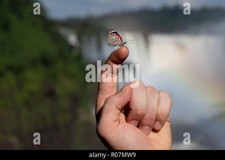 Iguazu Falls on the border of Argentina and Brazil on a sunny day with rainbow and close-up of a butterfly on a human finger in the foreground Stock Photo