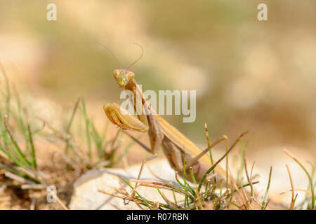 The European mantis, praying mantis or Mantis religiosa is a large hemimetabolic insect in the family of the Mantidae (mantids), which is the largest  Stock Photo