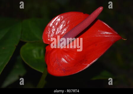 Single Red Anthurium flower  close up Stock Photo