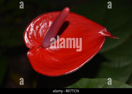 Single Red Anthurium flower  close up Stock Photo