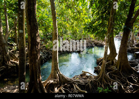 Tha Pom Khlong Song Nam in Krabi in southern Thailand. Landscape taken in beautiful mangrove reserve in south east Asia. Stock Photo