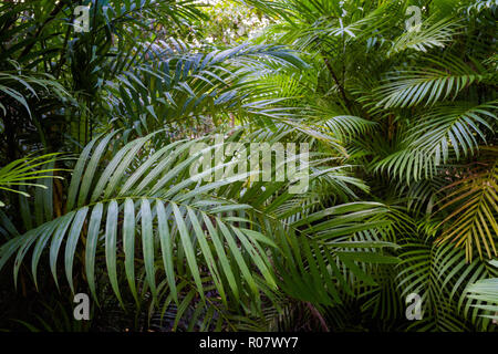 Tha Pom Khlong Song Nam in Krabi in southern Thailand. Landscape taken in beautiful mangrove reserve in south east Asia. Stock Photo