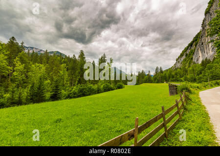 The tree in the sunlight. Behind the rain and fog in the Alps.Wooden fence and overcast sky, green lawn, green trees, tranquil nature landscape Stock Photo