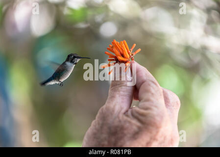 flying hummingbird eating nectar from a flower in Cuba Stock Photo