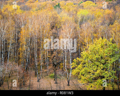 above view of glade in yellow forest in autumn october day Stock Photo