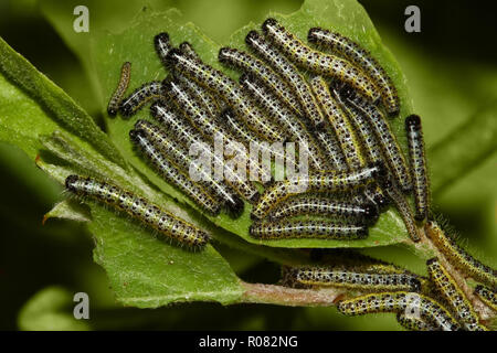 Group of cabbage butterfly caterpillars attacking plant Stock Photo