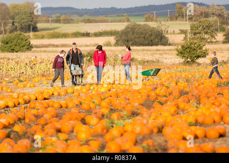 A pick your own pumpkin field at Sevington, Ashford, Kent, UK. Stock Photo
