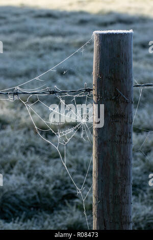 Fence post with frosty cobweb Stock Photo