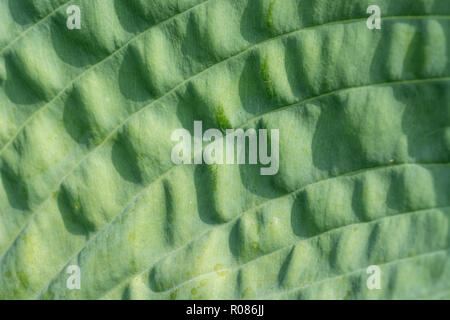 Macro close-up shot of Hosta / Plantain Lily / Giboshi leaf in sunshine. Abstract green leaf texture. Stock Photo