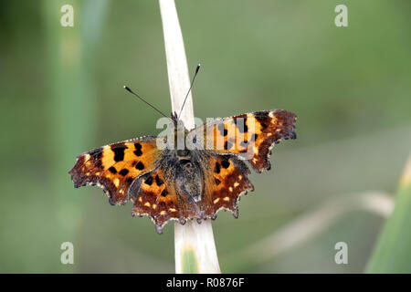 Polygonia c-album, known as the comma butterfly Stock Photo