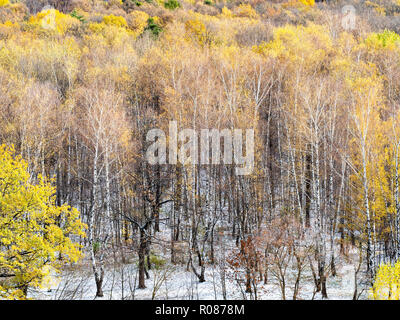 above view of the first snow covered glade in autumn forest in october day Stock Photo