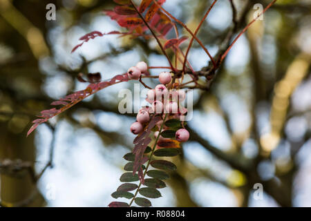 The leaves and berries of a rowan 'Pink Pagoda' (Sorbus pseudohupehensis 'Pink Pagoda') in autumn Stock Photo