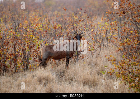 Tsessebe   Damaliscus lunatus lunatus Mopane Camp, Kruger National Park, South Africa 18 September 2018      Adult     Bovidae Stock Photo